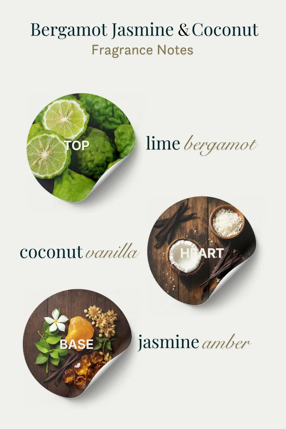 Fragrance notes diagram with bergamot, jasmine, and coconut on a white background