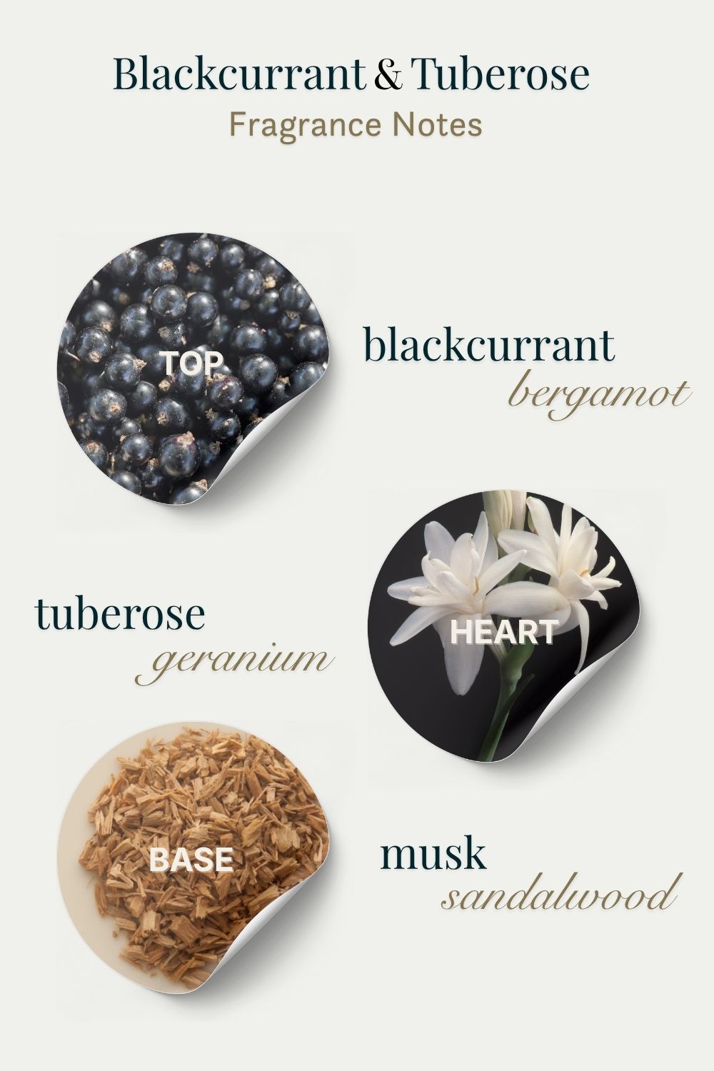 Fragrance notes diagram with blackcurrant, tuberose, bergamot, geranium, musk, and sandalwood.