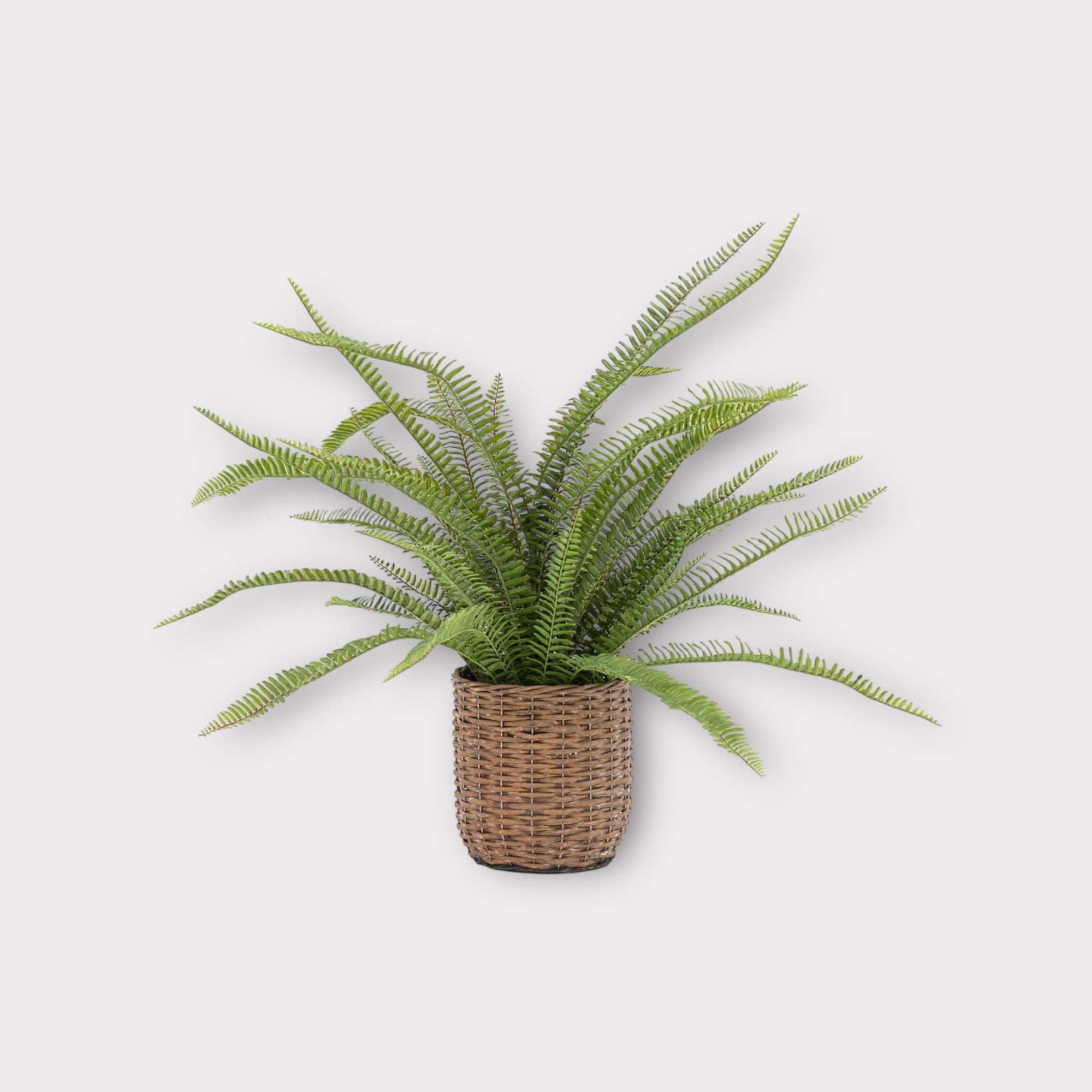Potted fern plant on a white background