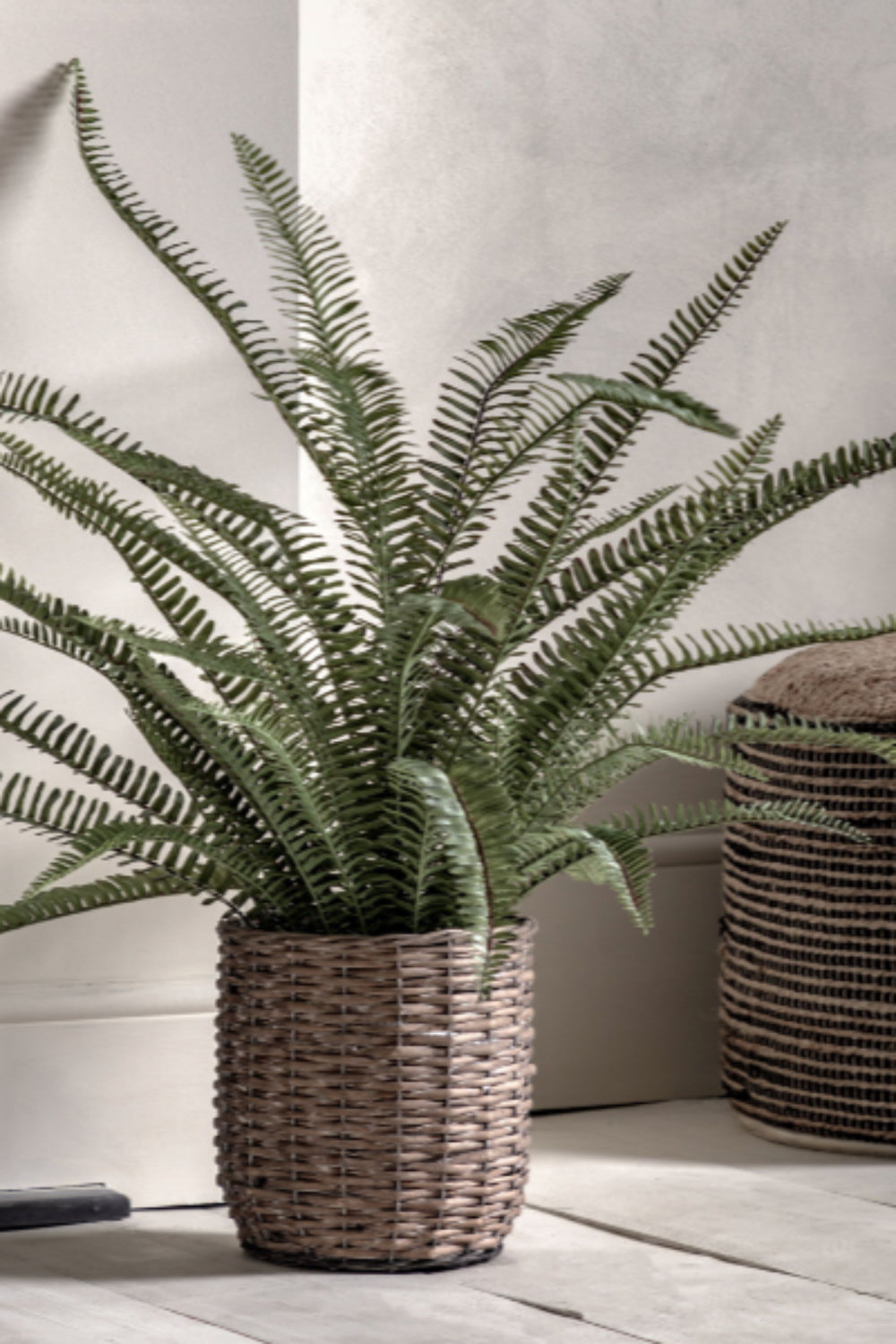 Potted fern plant on a wooden surface with a neutral background, Elm & Grey.