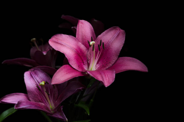 Scent Library Lily