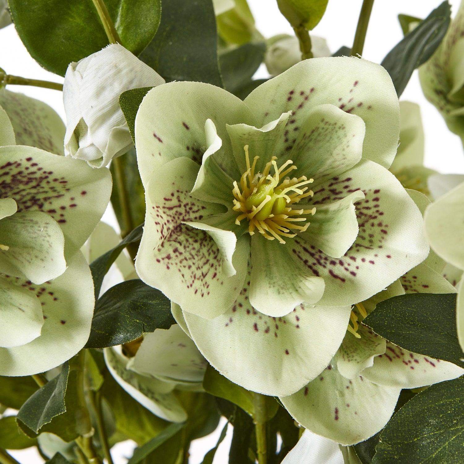 Large Green Hellebore In Pot