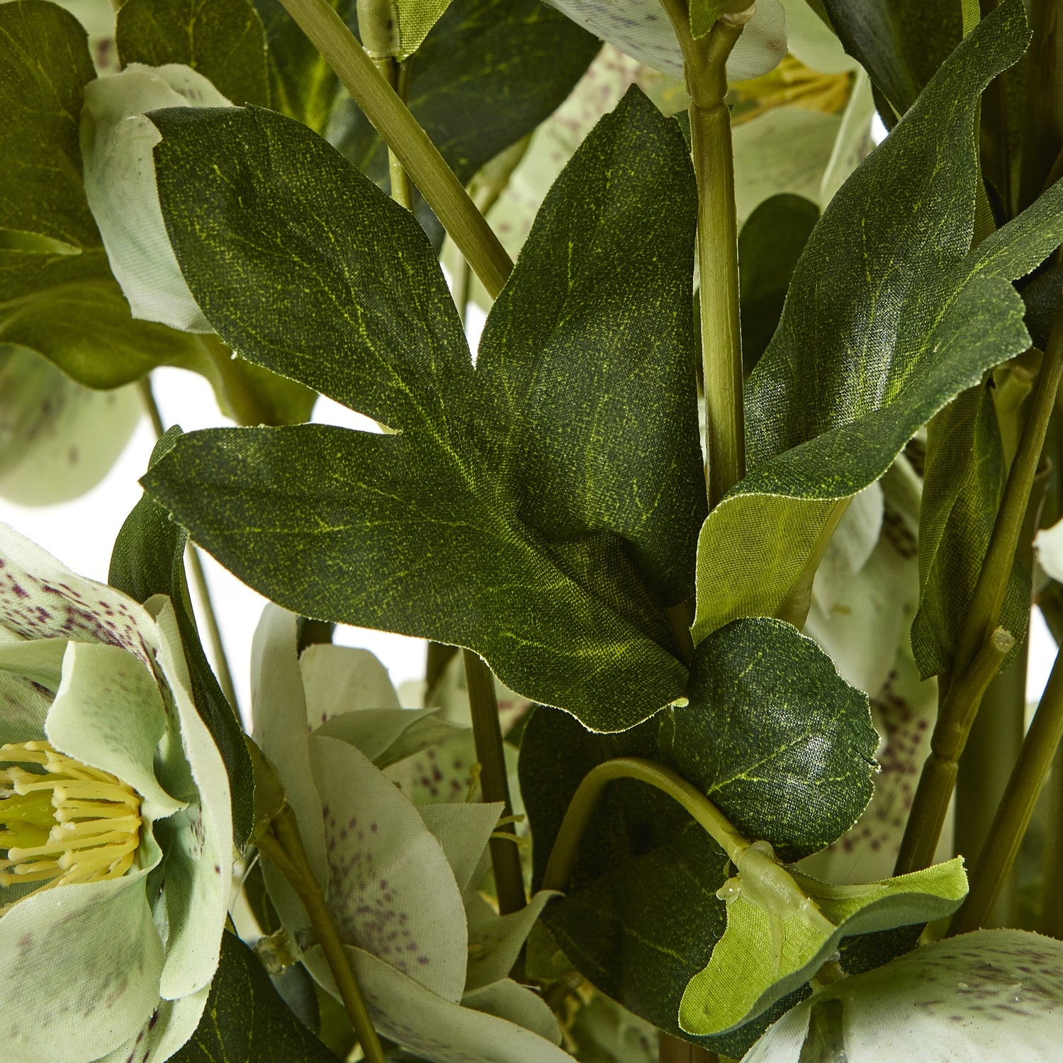 Large Green Hellebore In Pot