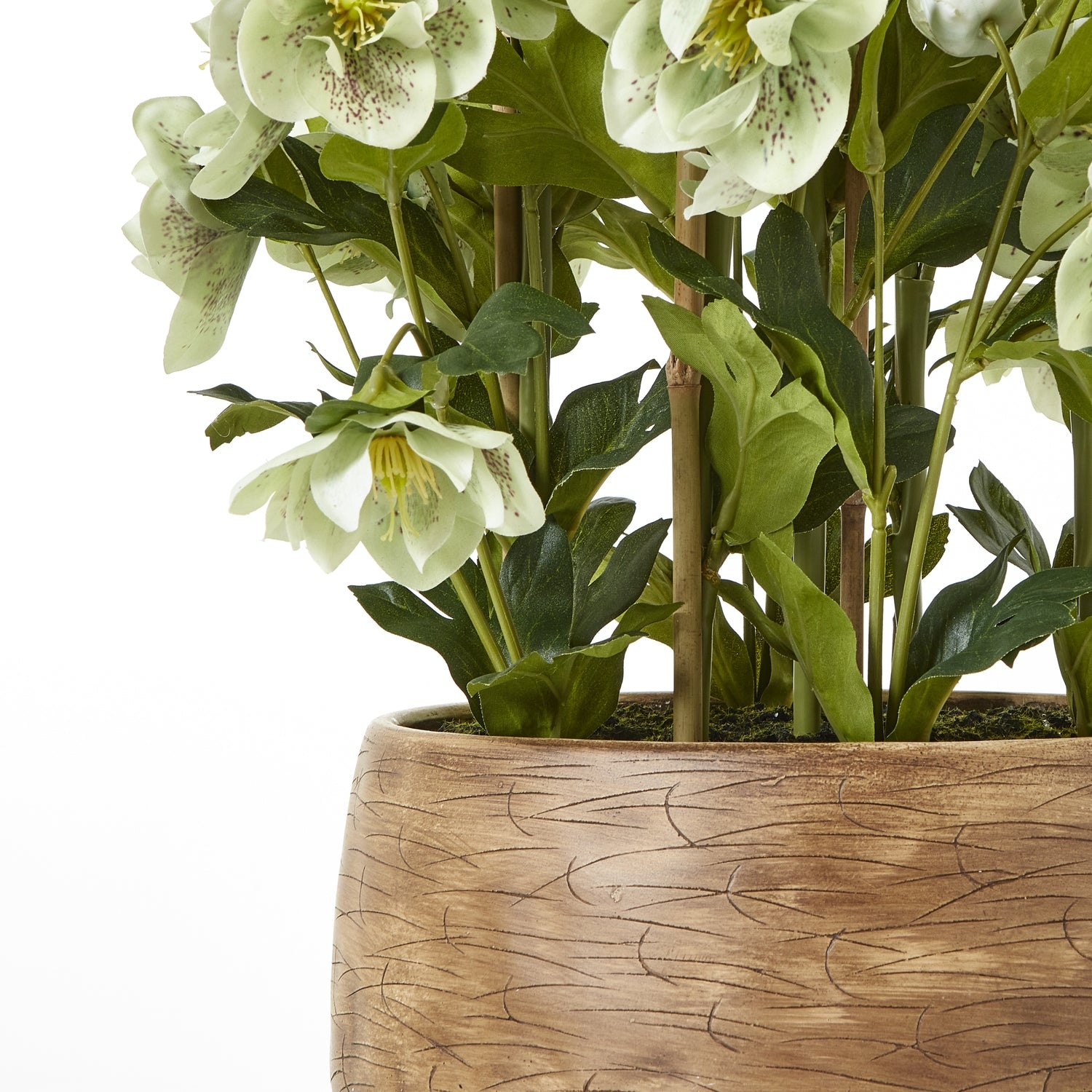 Large Green Hellebore In Pot