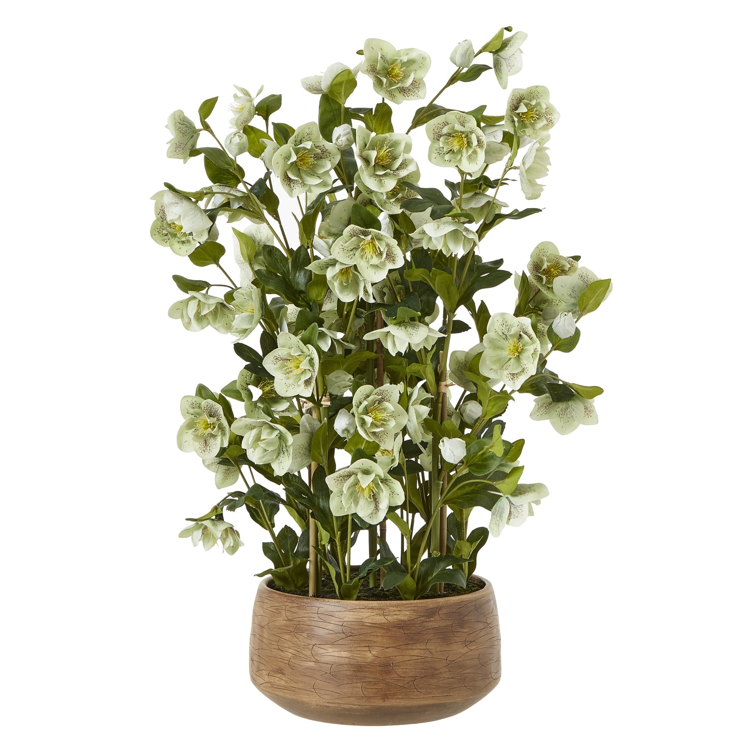Large Green Hellebore In Pot