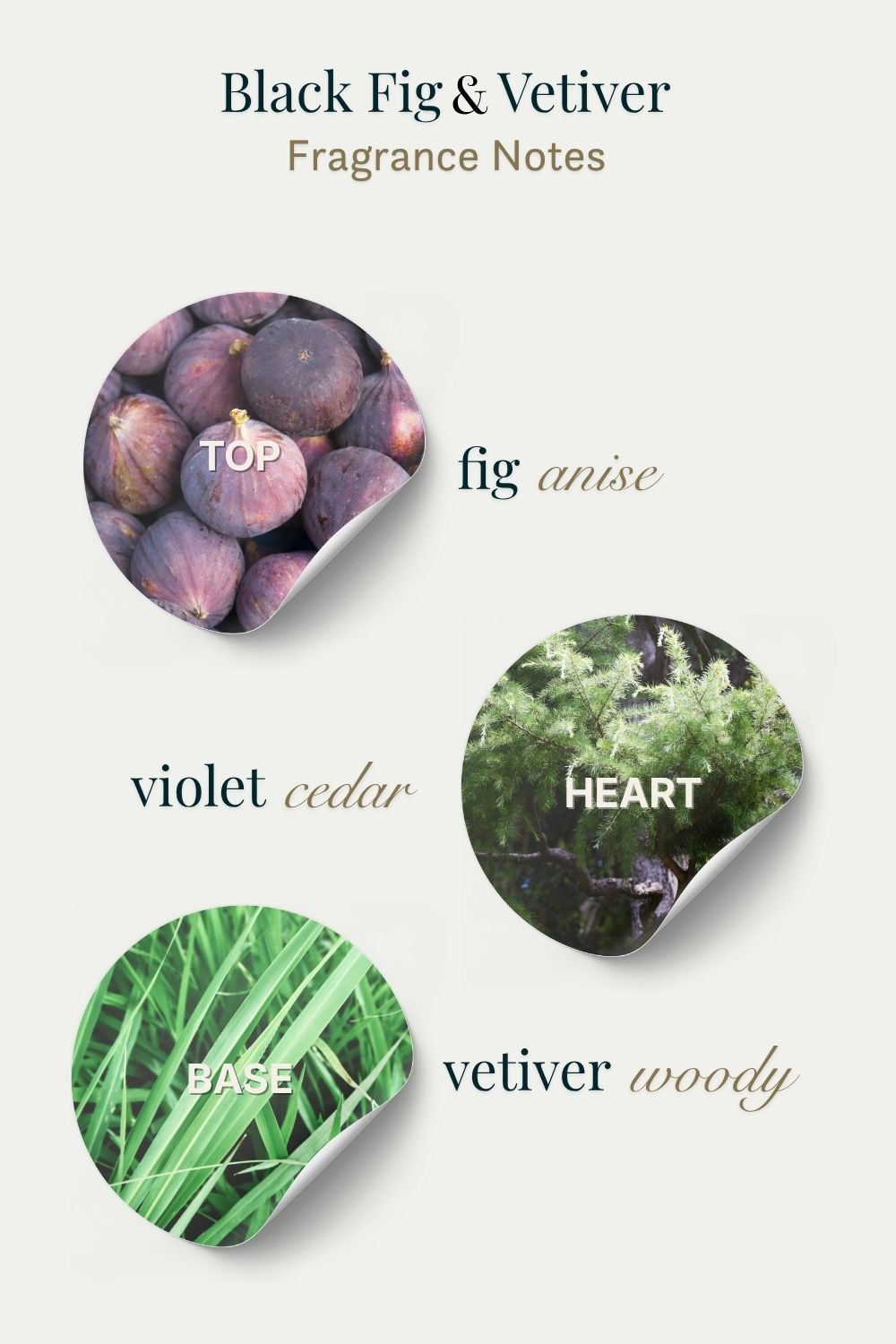 Fragrance notes diagram for Black Fig & Vetiver with images and text labels.