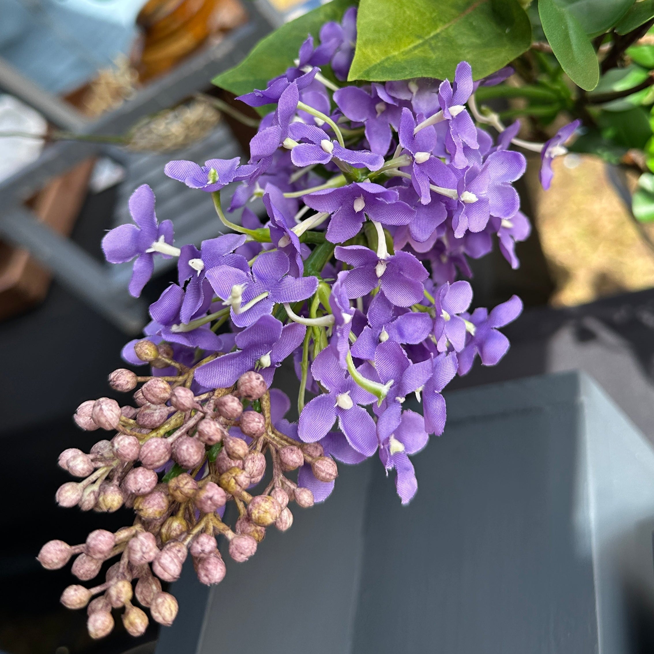 Close Up Purple