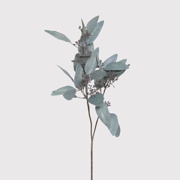 Eucalyptus Seed Heads Single Stem white background