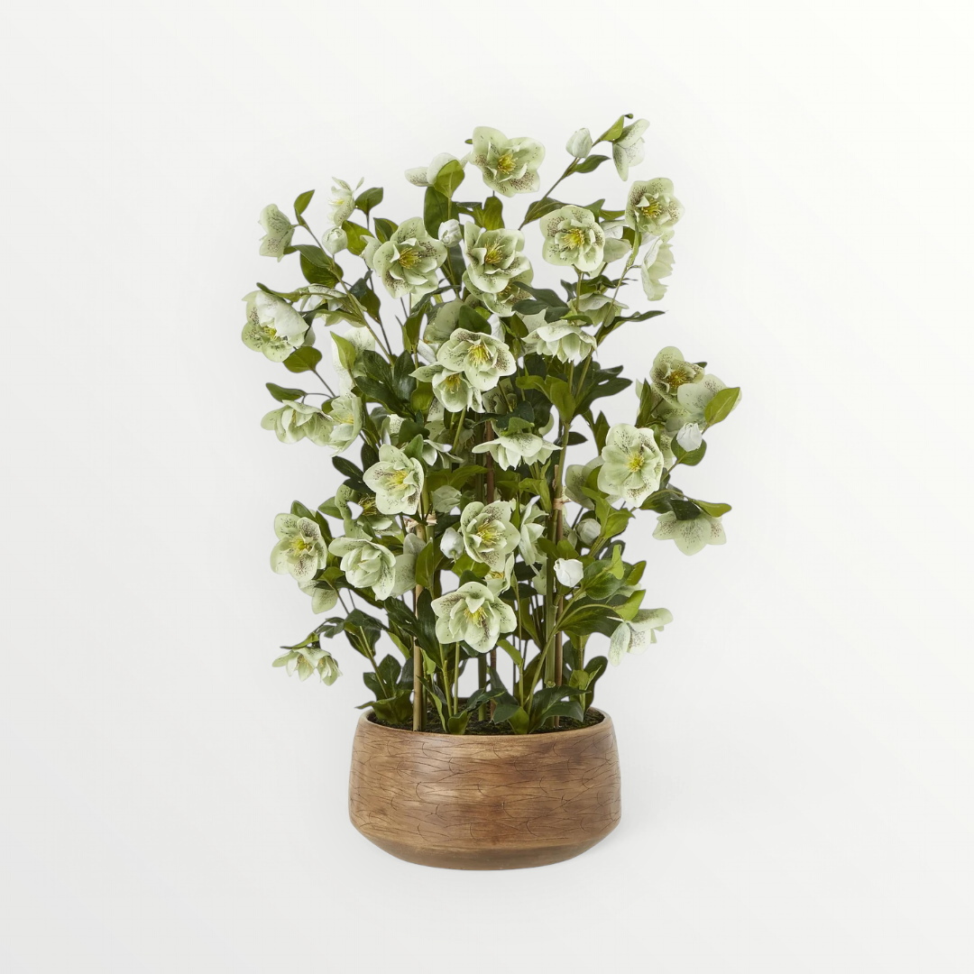 Large Green Hellebore In Pot