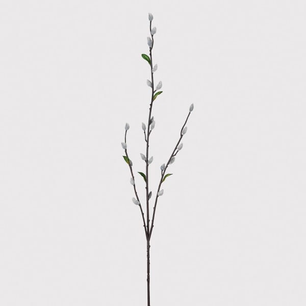 Pussy Willow Stem grey with Leaves white background