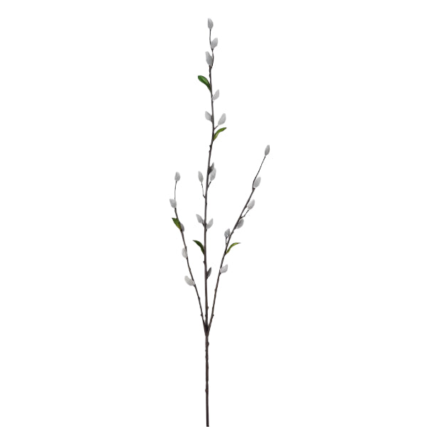 Pussy Willow Grey Single Stem on White Background