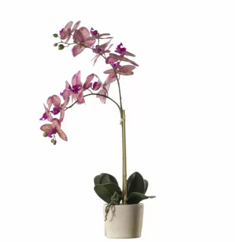 Pink Orchid with Ceramic Pot