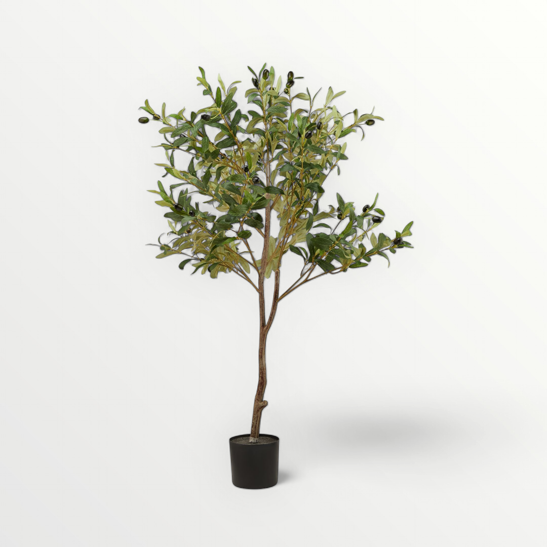 Small Mediterranean Potted Olive Tree