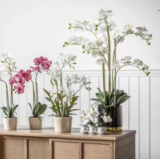 Elegant Orchid in Luxe Black & Gold Pot