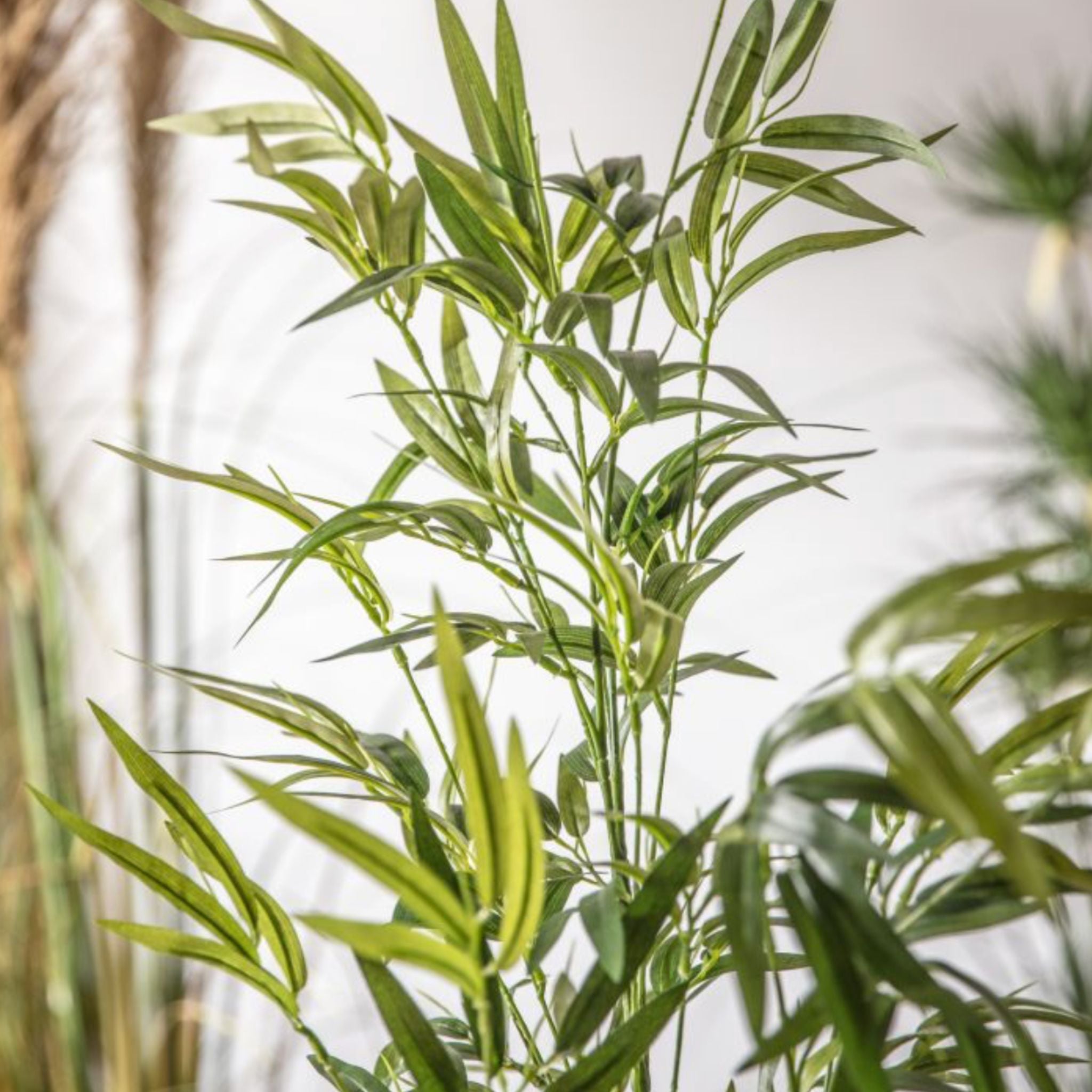 Close-up of a green plant with a blurred background