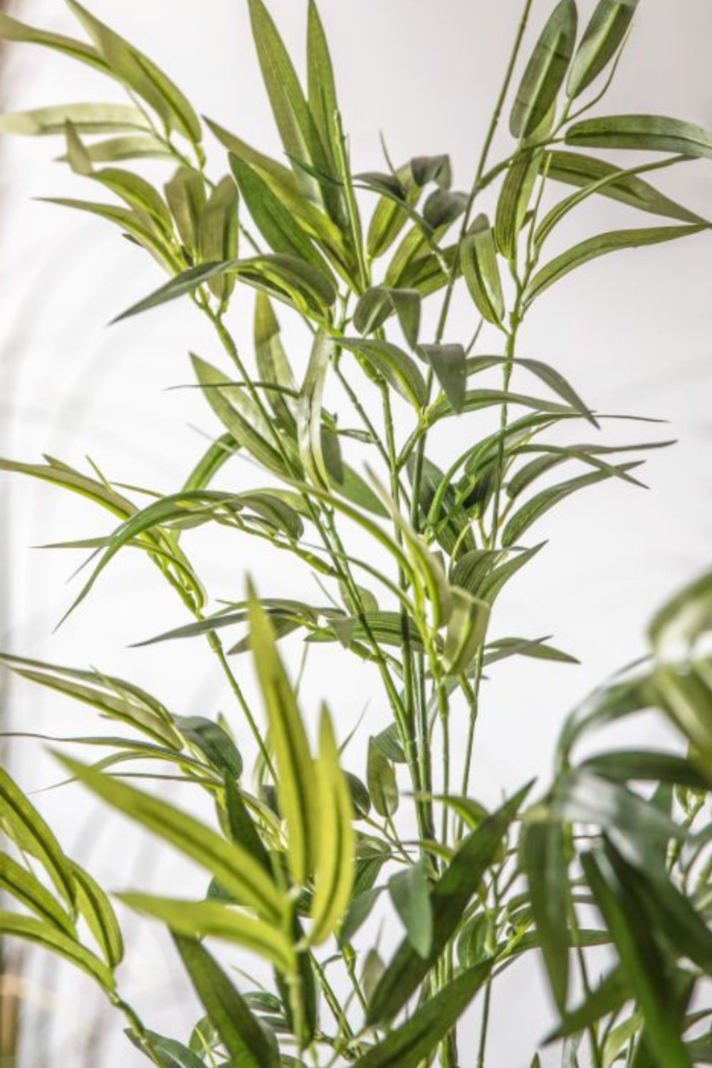 Close-up of a green plant with a blurred background