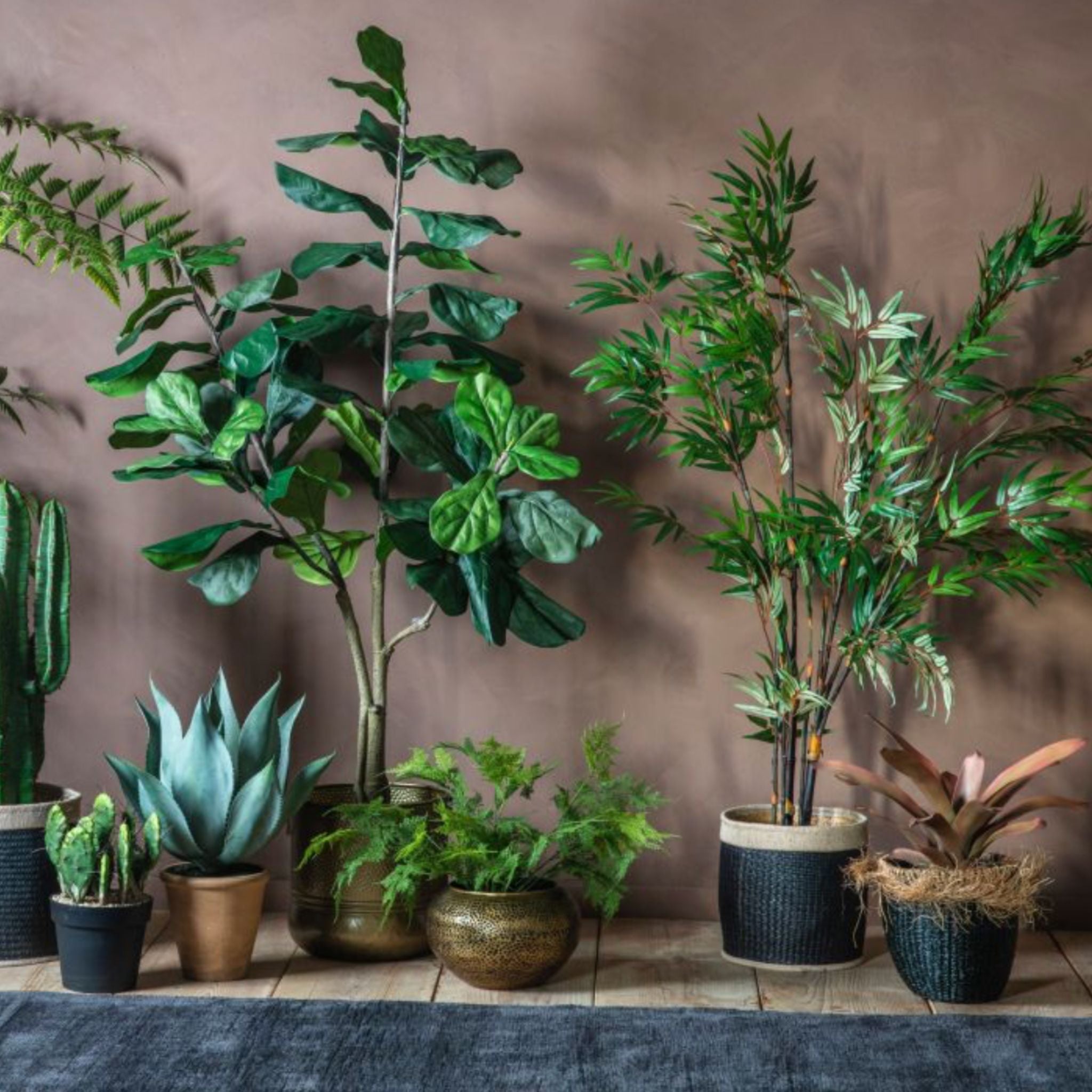 Collection of potted plants on a wooden surface with a brown wall background