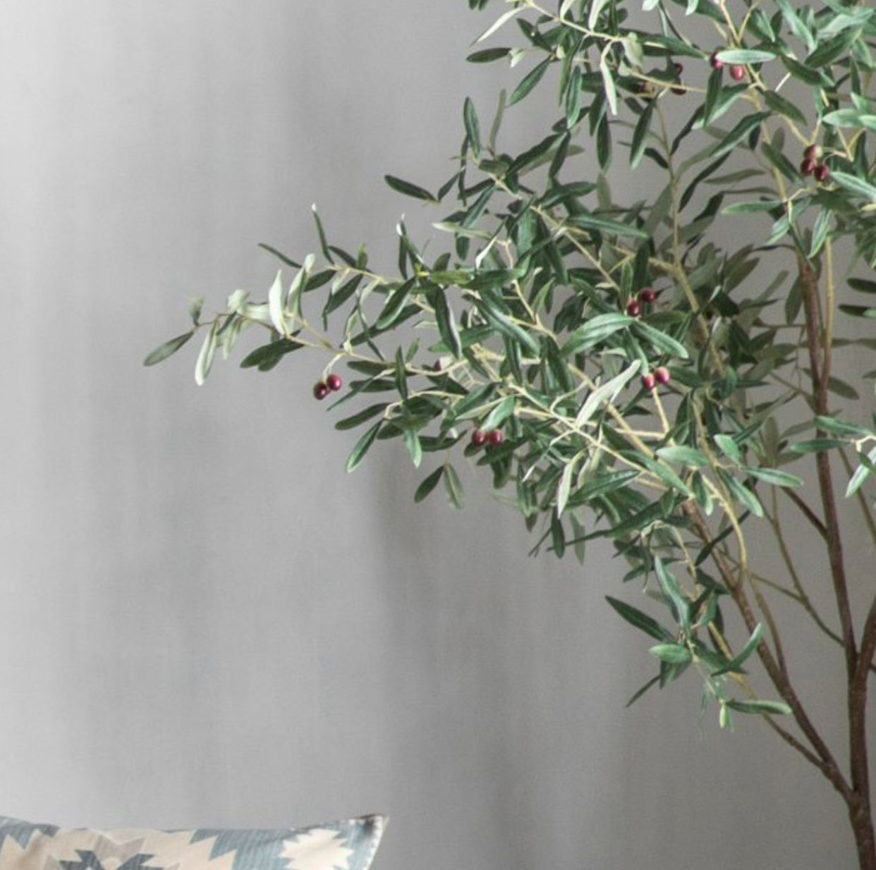 Large Potted Olive Tree- 202cm