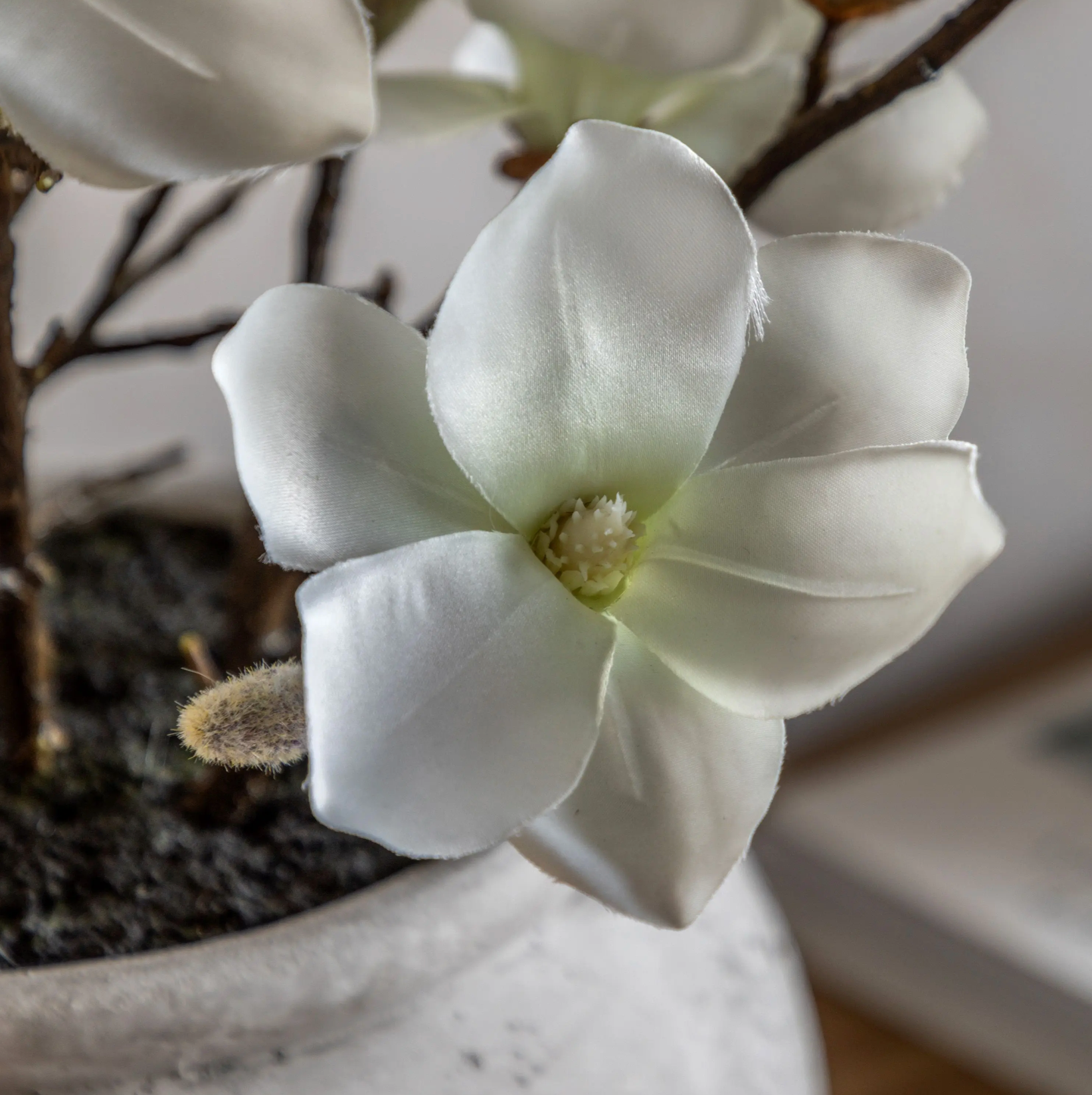 Close-up of a white flower with a blurred background