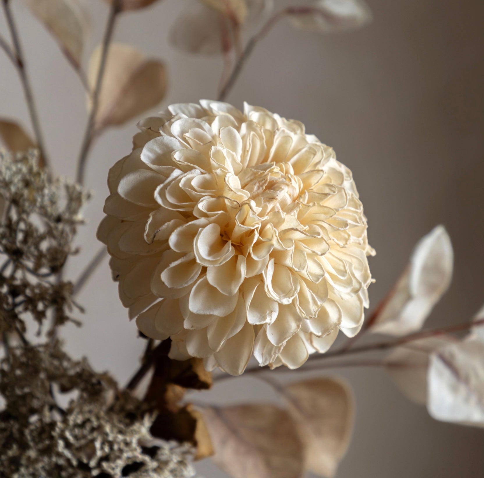 Close-up of a beige flower with blurred natural background