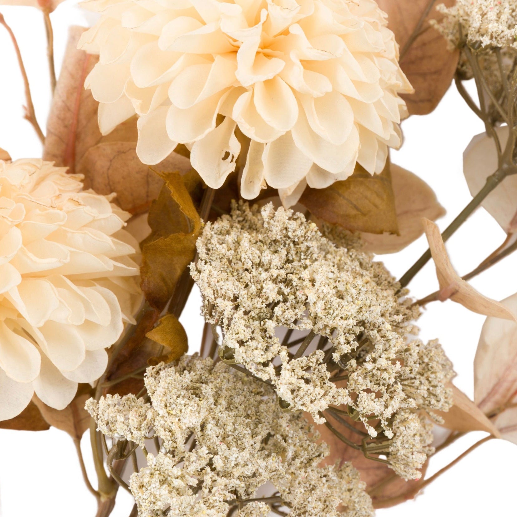 Close-up of dried flowers with beige and brown tones on a white background