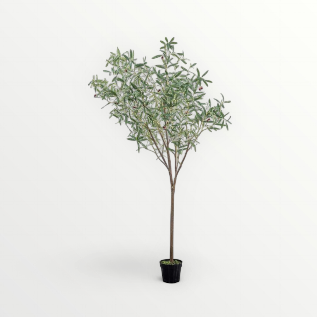 A tall potted olive tree with green leaves, set against a white background, representing a realistic Mediterranean-inspired houseplant.