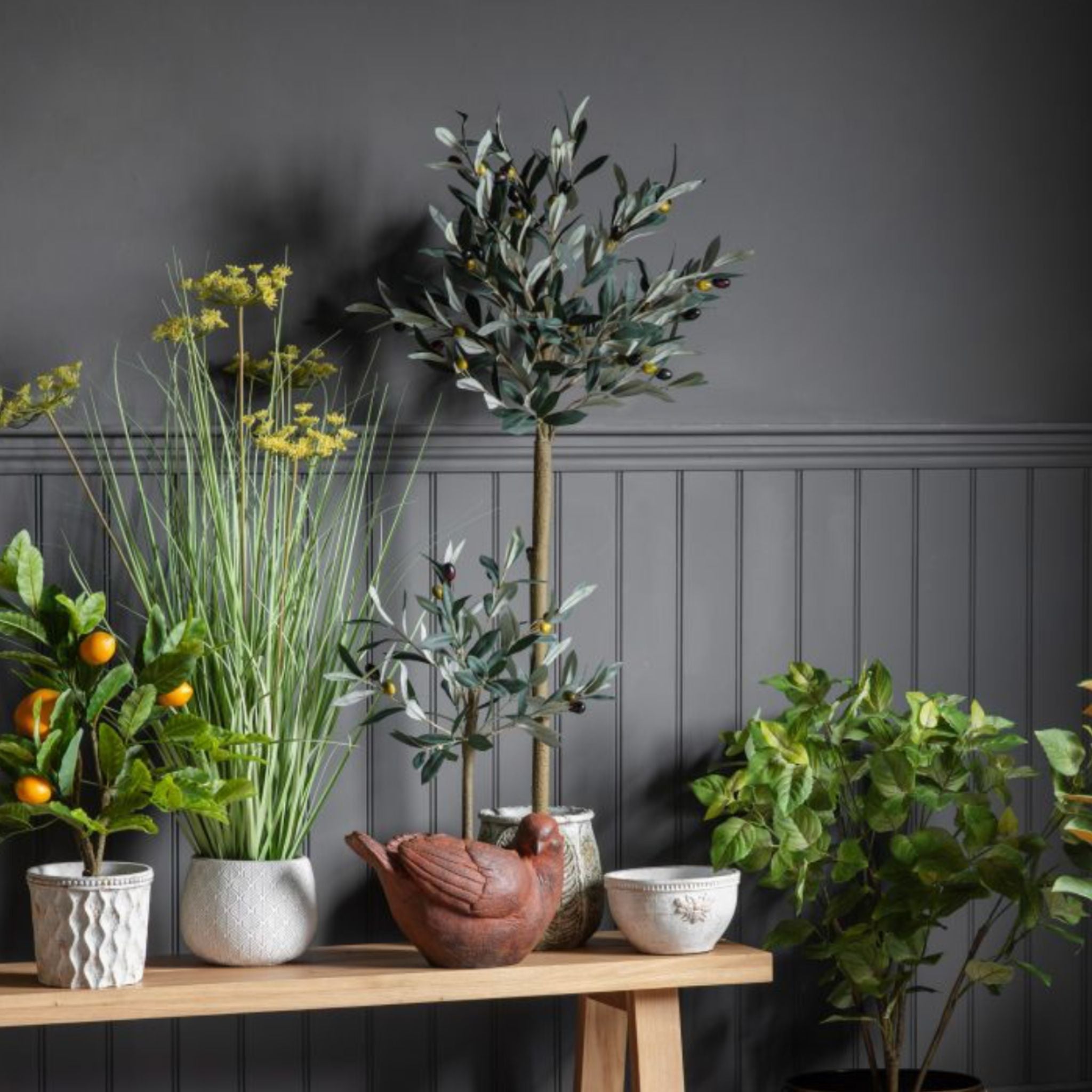 Collection of potted plants on a wooden shelf against a dark grey wall.