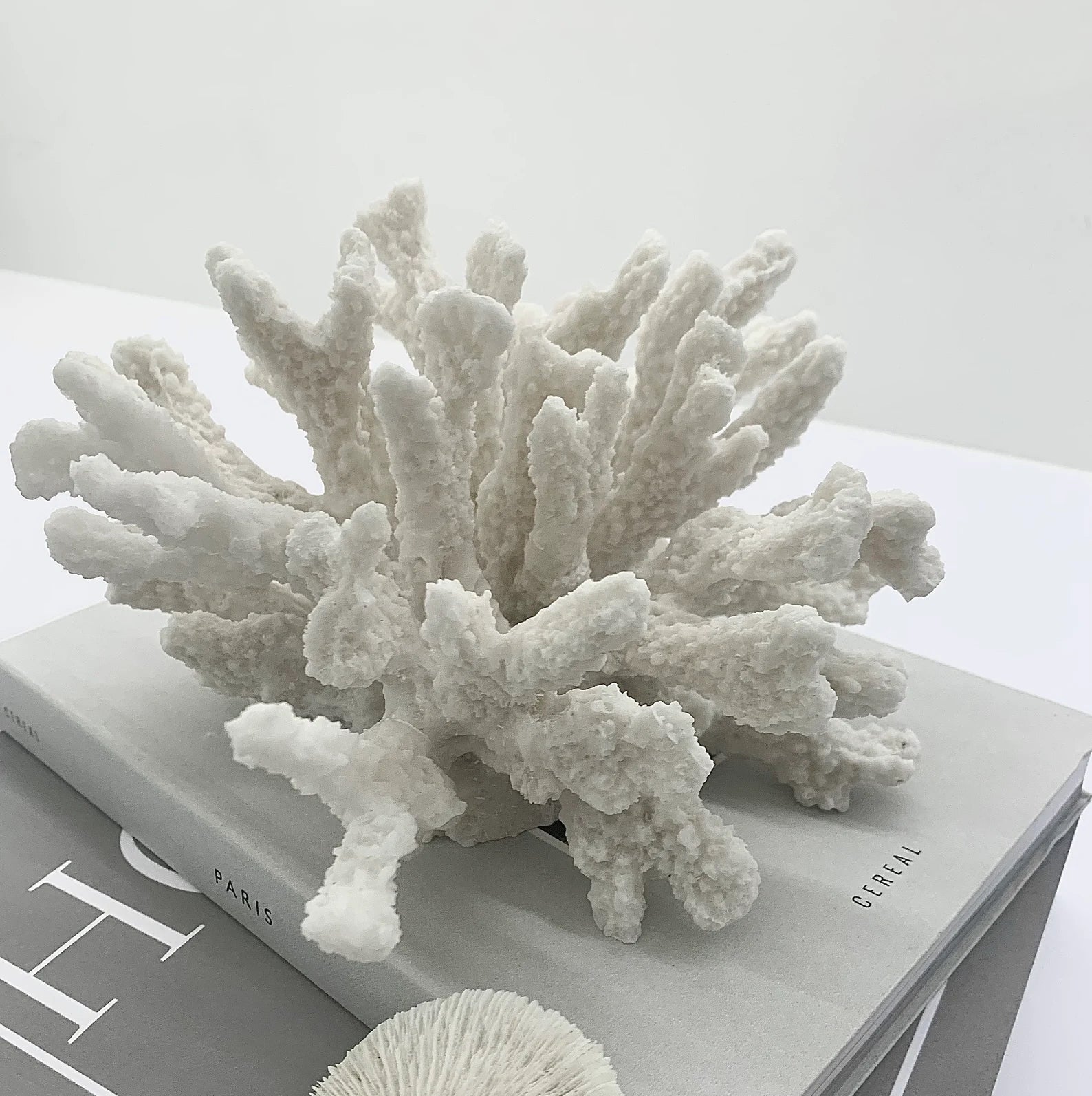 Decorative small white coral on a book with a minimal backgroundm, Elm & Grey.