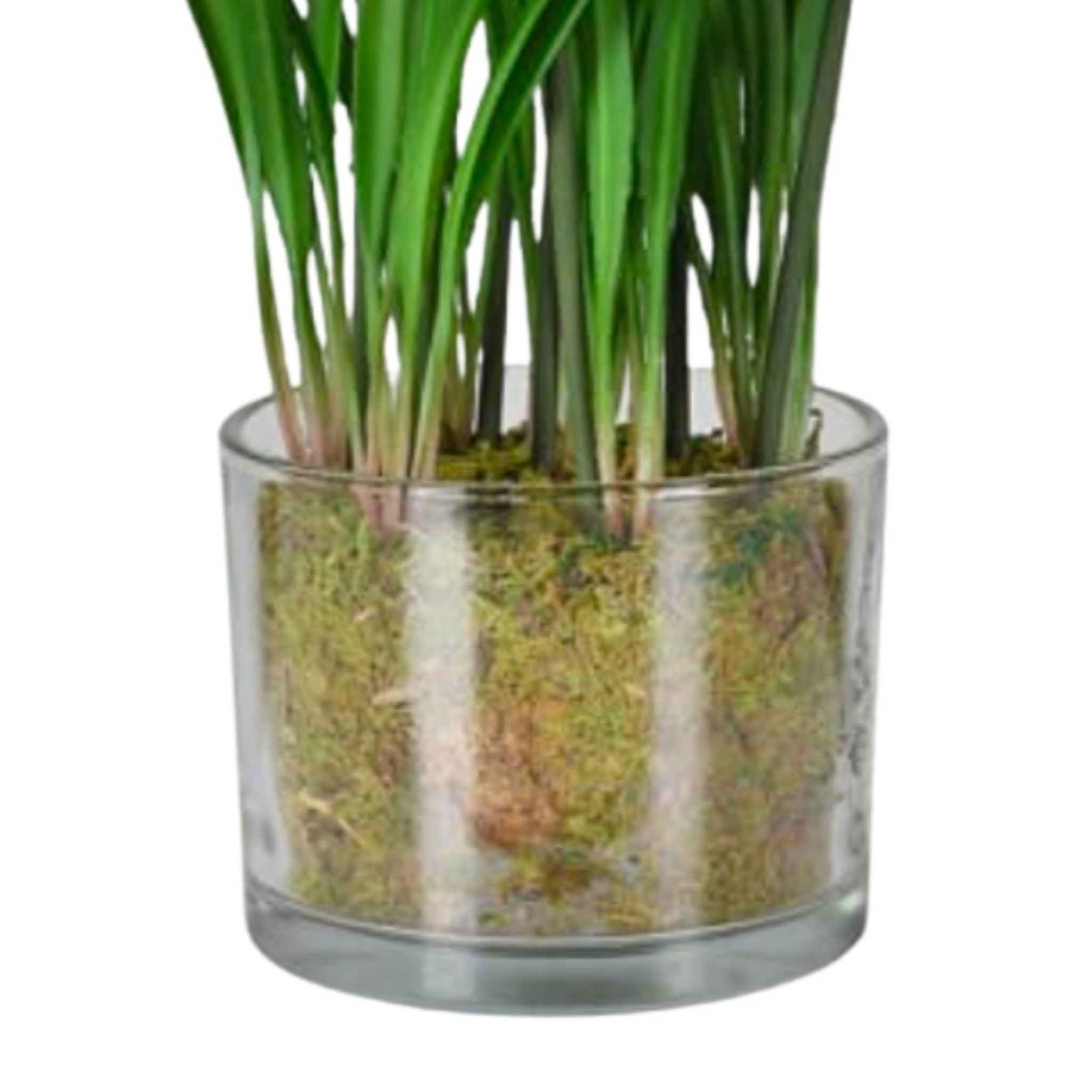 Glass vase with green plants and moss on a white background
