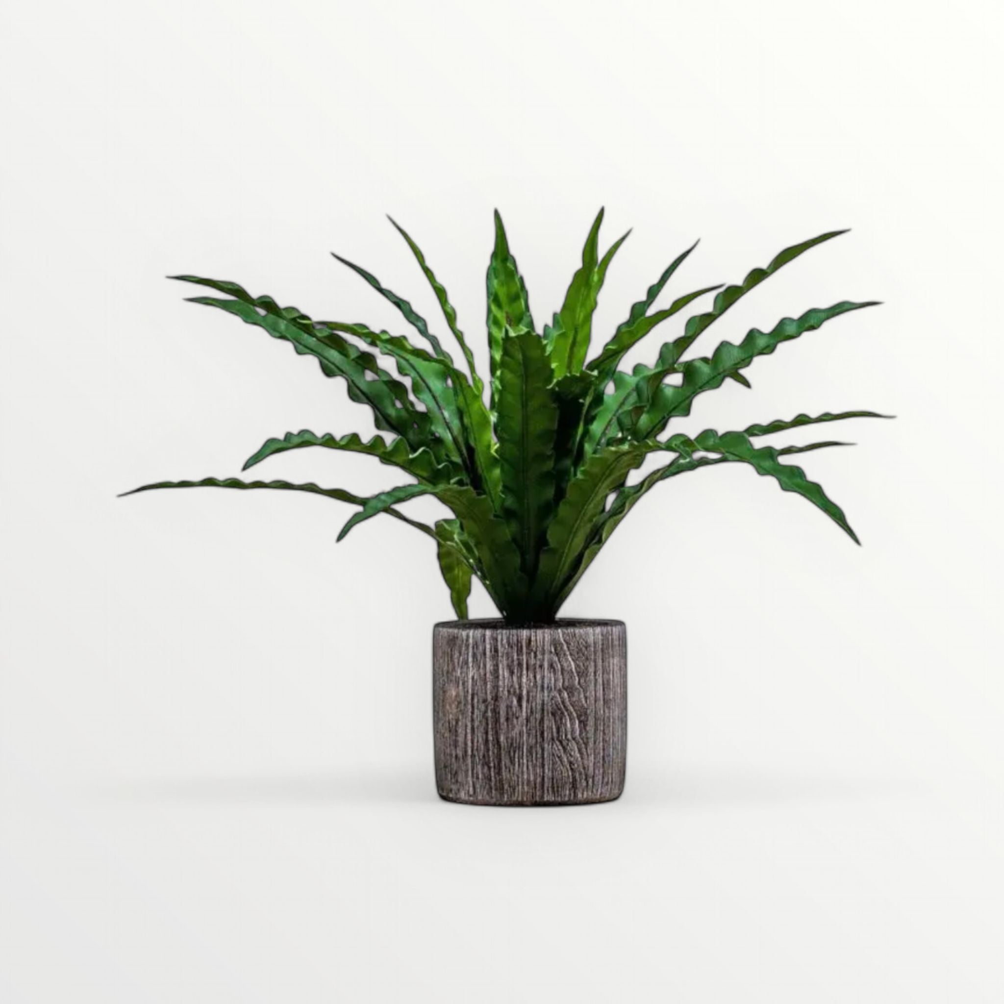 Potted plant with a wooden pot on a white background