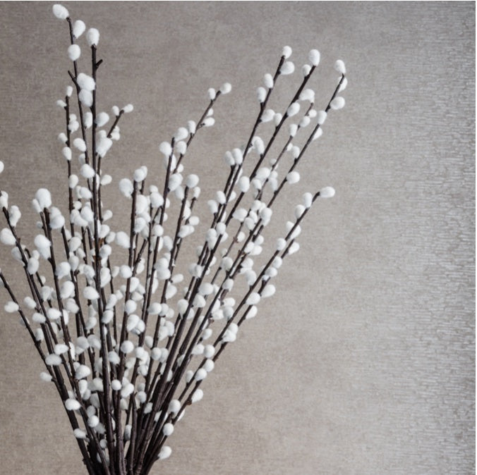 Pussywillow